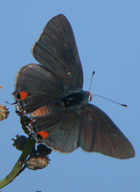 Gray Hairstreak